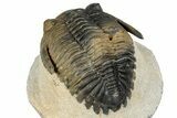 Detailed Hollardops Trilobite Fossil - Multi-Toned Preservation #347781-5